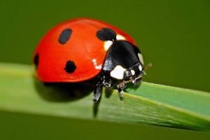 Zakaj je ladybug tako svetla obleka?